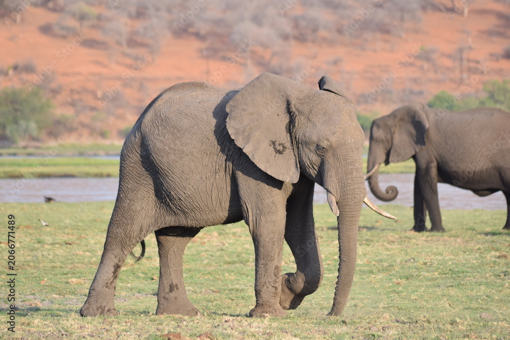 Fototapeta premium African Elephants, Chobe River, Botswana