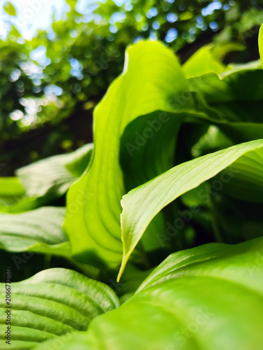 Close up of vibrant green hosta leaves growing in a garden. Decorative foliage plant with large textured leaves, natural patterns, and rich green color. Botanical background featuring ornamental veget