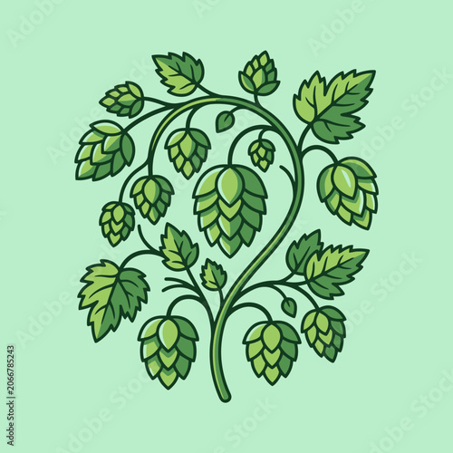 A detailed illustration of a green hop plant on light background