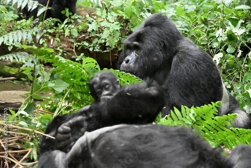 critically endangered Eastern gorilla subspecies (Gorilla beringei beringei). encounter in impenetrable rainforest bwindi natural park