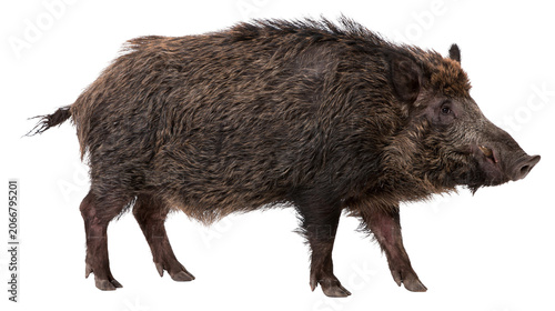 Tablou pe pânză Wild boar with dark shaggy fur and tusks