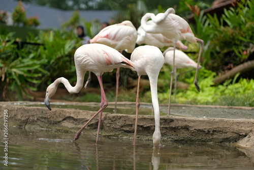 Flamingo - Stunning pink flamingo standing gracefully in shallow water