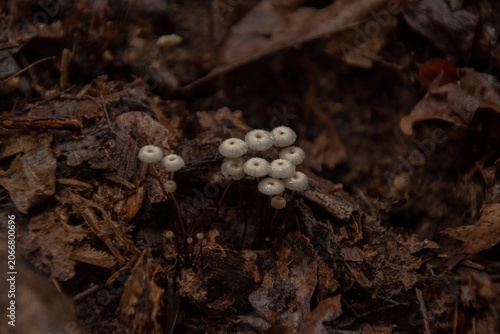 Fotografie Tiny White Mushrooms Emerging from Forest Leaf Litter