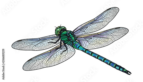 Dragonfly clipart vector illustration