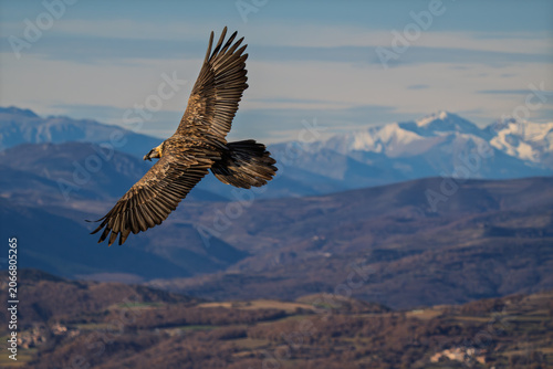Konstfotografi Majestic Bearded Vulture (Gypaetus barbatus) soaring over the Pyrenees mountains