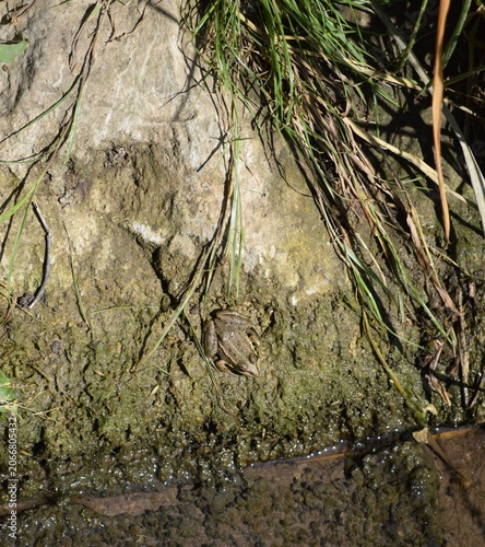 Wetland