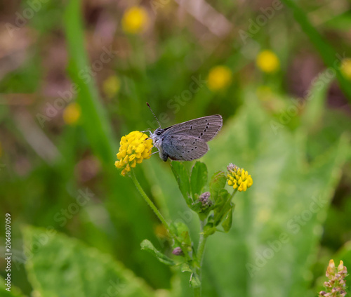 macro of a cupido minimus the small blue butterfly on a medicago lupulina blossom