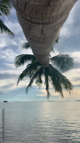 Landscape with tall palm trees on the ocean shore