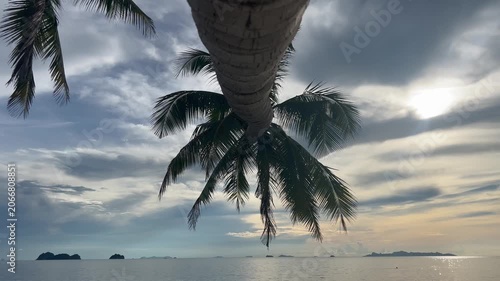 Landscape with tall palm trees on the ocean shore