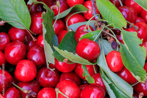 Freshly Picked Cherries with Green Leaves