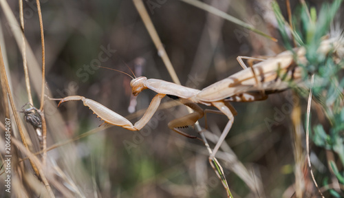 Tableau sur toile Close-up of Mantis religiosa perched on dry vegetation, showing its folded raptorial legs and camouflaged body in a natural outdoor environment under sunlight