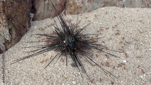 Red ants eat a dead sea urchin.