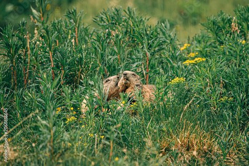 marmot in the grass