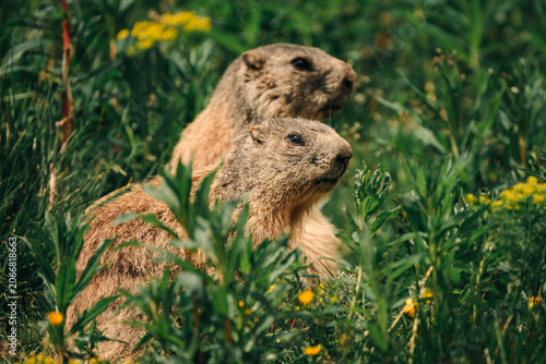 marmot in the grass