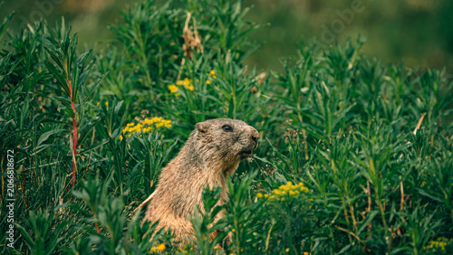 marmot in the grass