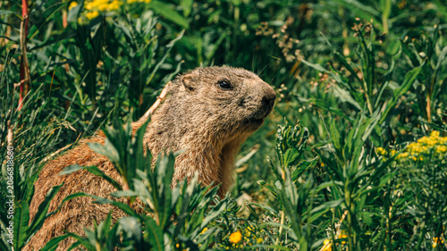 marmot in the grass