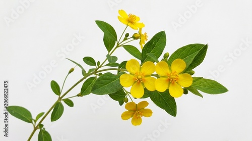 Yellow flowers and green leaves on branch isolated on white background
