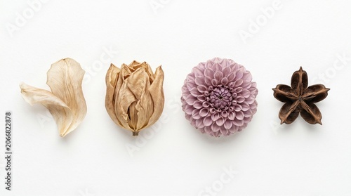 Dried flowers and seed pods on white background