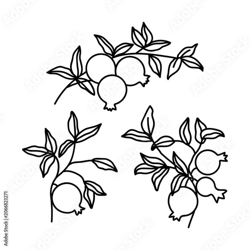 Pomegranates on a branches. Doodles vector illustration. Isolated on a white background. Set of pomegranate branch.