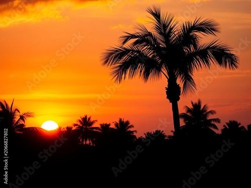 Isolated tropical palm tree silhouette at sunset, calm, evening