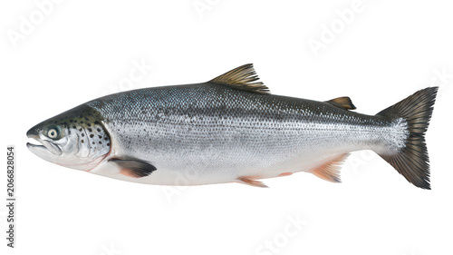 A detailed side profile of a fresh atlantic salmon fish with distinct dark spots on its silver body, isolated on a solid black background surface