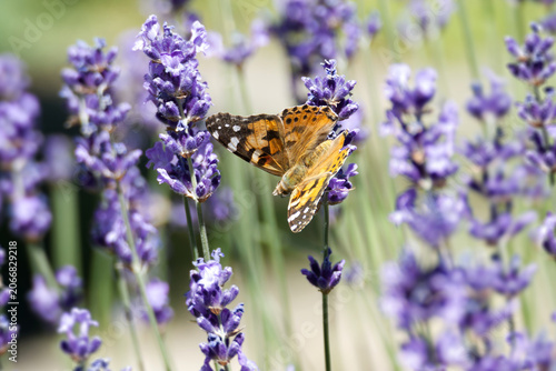 Bild auf Leinwand Painted Lady (Vanessa cardui) butterfly perched on lavender in Zurich, Switzerla