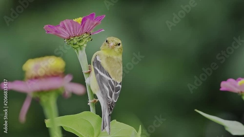 American gold finch eating zinnia flower petals closeup macro against blurry background. 