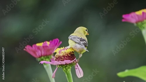 American gold finch eating zinnia flower petals closeup macro against blurry background. 