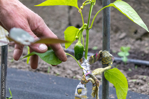 Принти на полотні Worker Ties Young Pepper Plant to Support in Agro Industry Field Near Farm at Mi