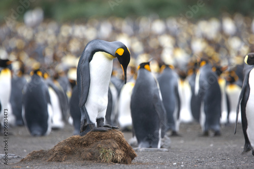 Schilderij op canvas King Penguin standing on a dirt clump, trying to look tall to attract a mate in