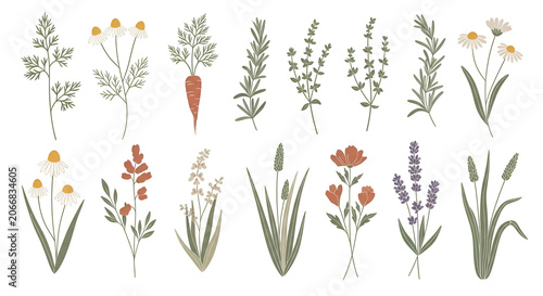 Botanical Illustration Collection of Delicate Wildflowers and Herbs, Featuring Chamomile, Carrot Tops, Thyme, Rosemary, Lavender, and Other Assorted Flora