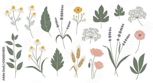 Hand drawn botanical collection with wildflower elements, lavender, chamomile, poppy and leaves in flat design style