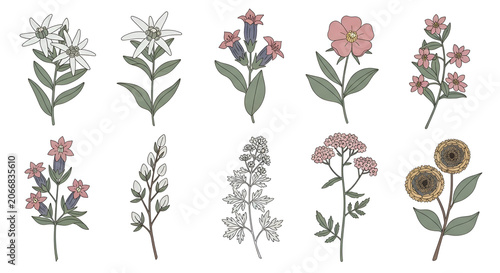 Hand drawn botanical illustration set of alpine wild flowers and mountain herbs