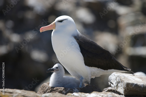 Obraz na plátne Black-browed albatross guarding a chick on the Falkland Islands