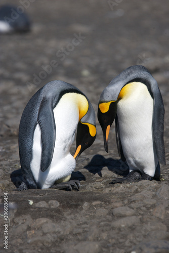 Foto King penguin couple check out the egg bulge