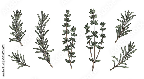 Hand Drawn Rosemary and Thyme Herb Sprigs Collection for Culinary Kitchen Decor and Organic Food Illustration