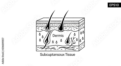 Anatomical Cross-Section of Human Skin Layers: Dermis and Subcutaneous Tissue
