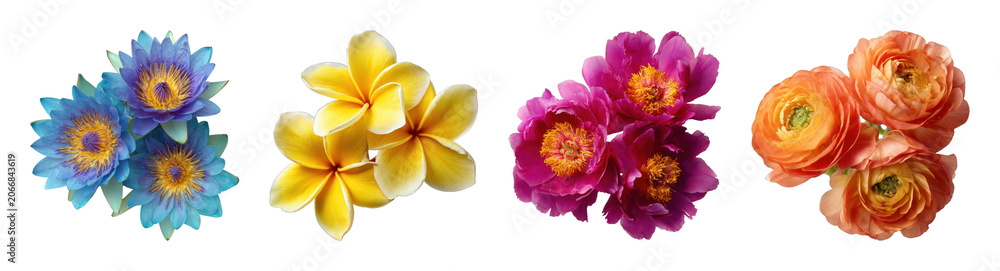 Fototapeta premium PNG Colorful vibrant floral arrangement on transparent background