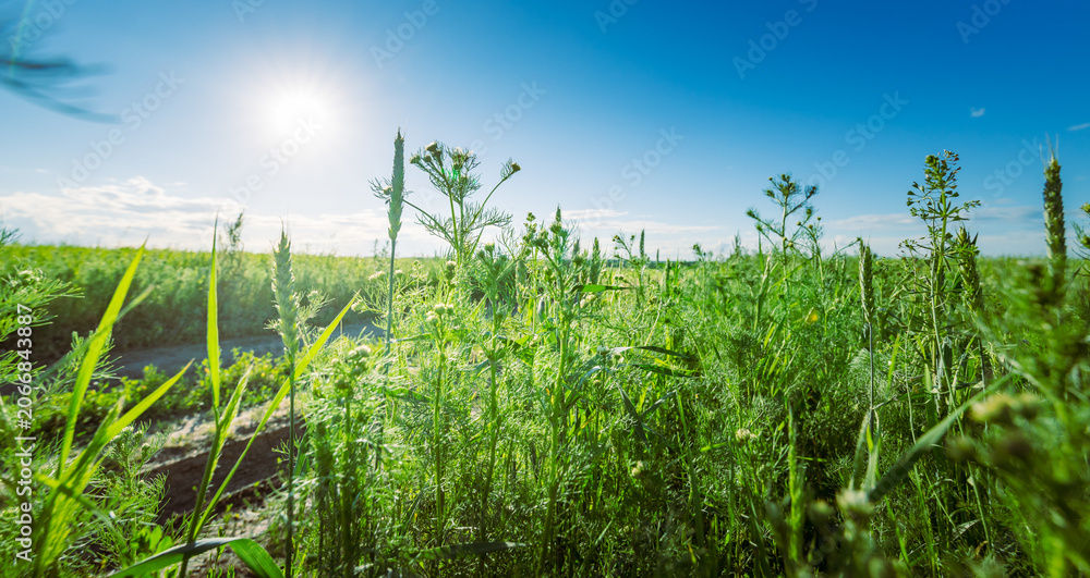 Obraz premium Sun shines bright over lush green field
