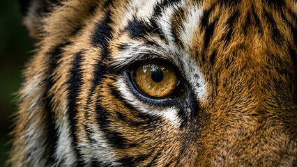 Tiger Eye Close-up: Majestic Feline Portrait with Intense Gaze