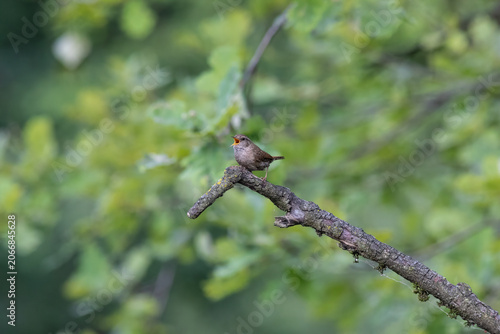 Eurasian Wren Singing on a Branch in Oasi Le Foppe Nature Reserve, Italy