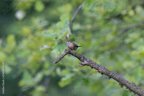 Eurasian Wren Singing on a Branch in Oasi Le Foppe Nature Reserve, Italy