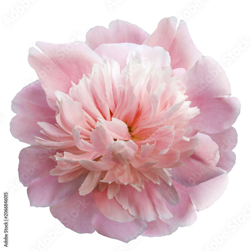 Peony flower  on  isolated background with clipping path. Closeup. For design. Nature..