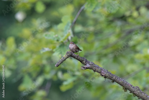 Eurasian Wren Singing on a Branch in Oasi Le Foppe Nature Reserve, Italy