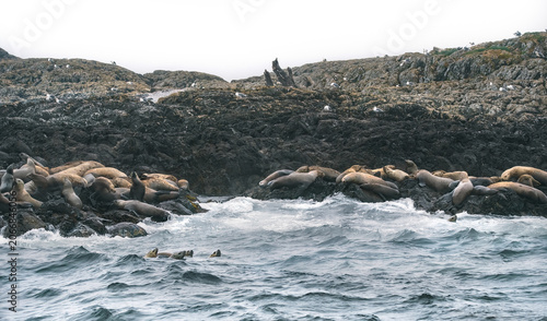 Steller Sea Lions  (Eumetopias Jubatus) In Water and On Land