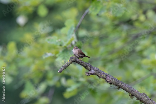 Eurasian Wren Singing on a Branch in Oasi Le Foppe Nature Reserve, Italy