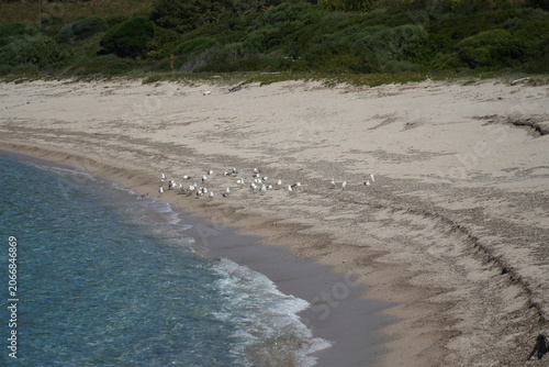 Εκτύπωση καμβά mouettes sur la plage
