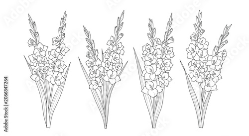 Four hand-drawn sketches of gladiolus flowers with detailed stems and leaves, presented as black line art on a white background.