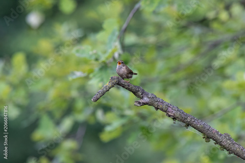 Eurasian Wren Singing on a Branch in Oasi Le Foppe Nature Reserve, Italy