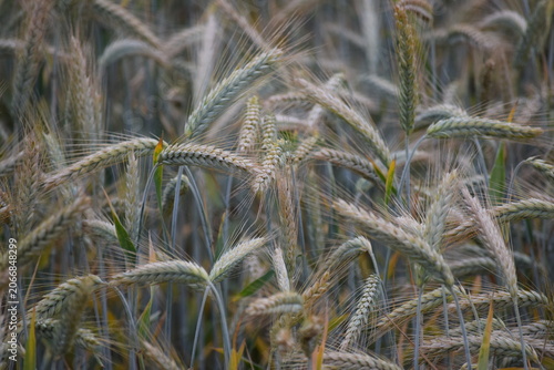 Rye in the Morning